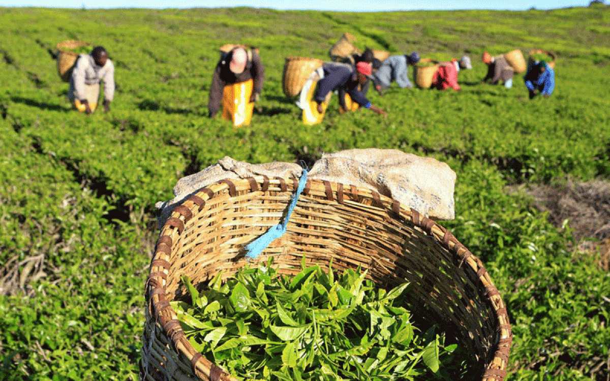 تشخیص چای مرغوب و اصل