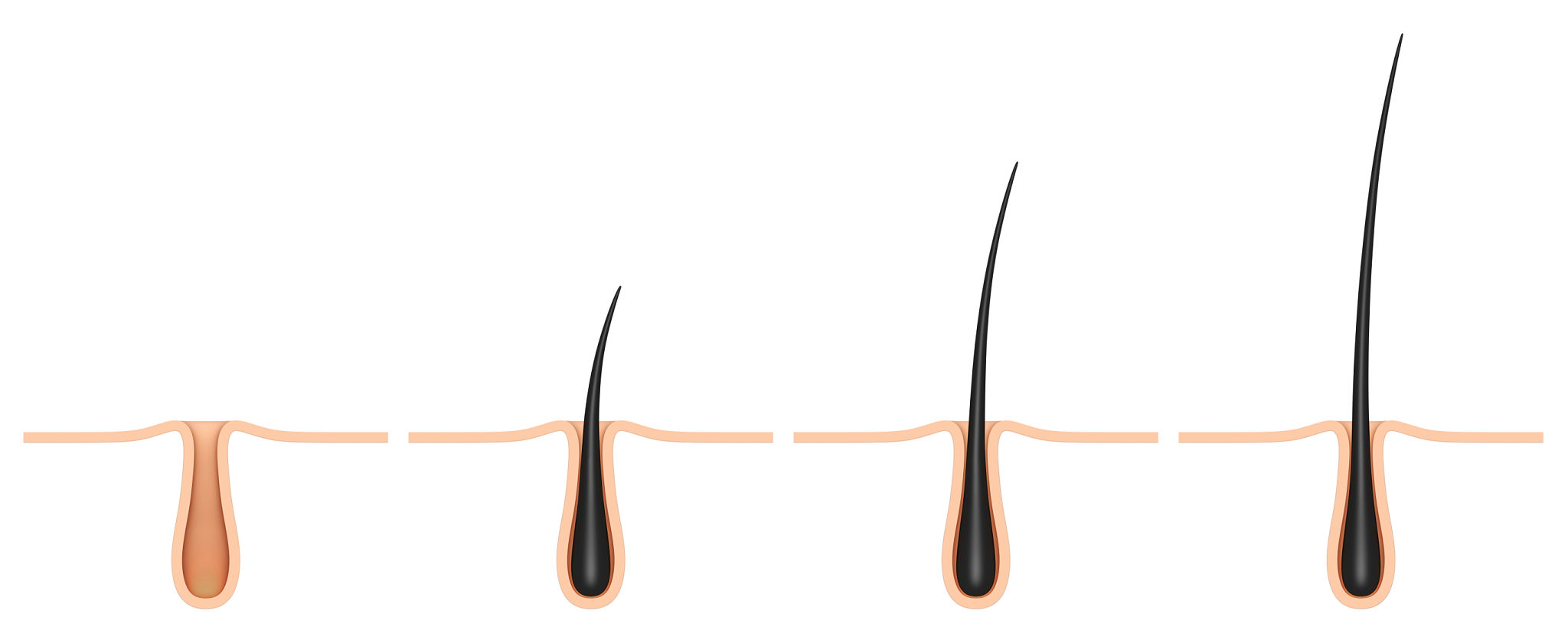 چرخه رشد مو از درون فولیکول مو 