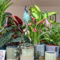 علت پژمردگی و خشک شدن گیاهان آپارتمانی